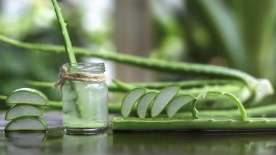 L'Aloe : Un Voyage Séculaire Vers la Guérison Naturelle - Origines, Mythes et Pouvoirs Homéopathiques