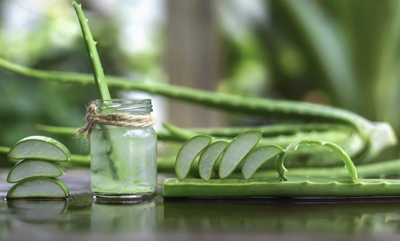 L'Aloe : Un Voyage Séculaire Vers la Guérison Naturelle - Origines, Mythes et Pouvoirs Homéopathiques