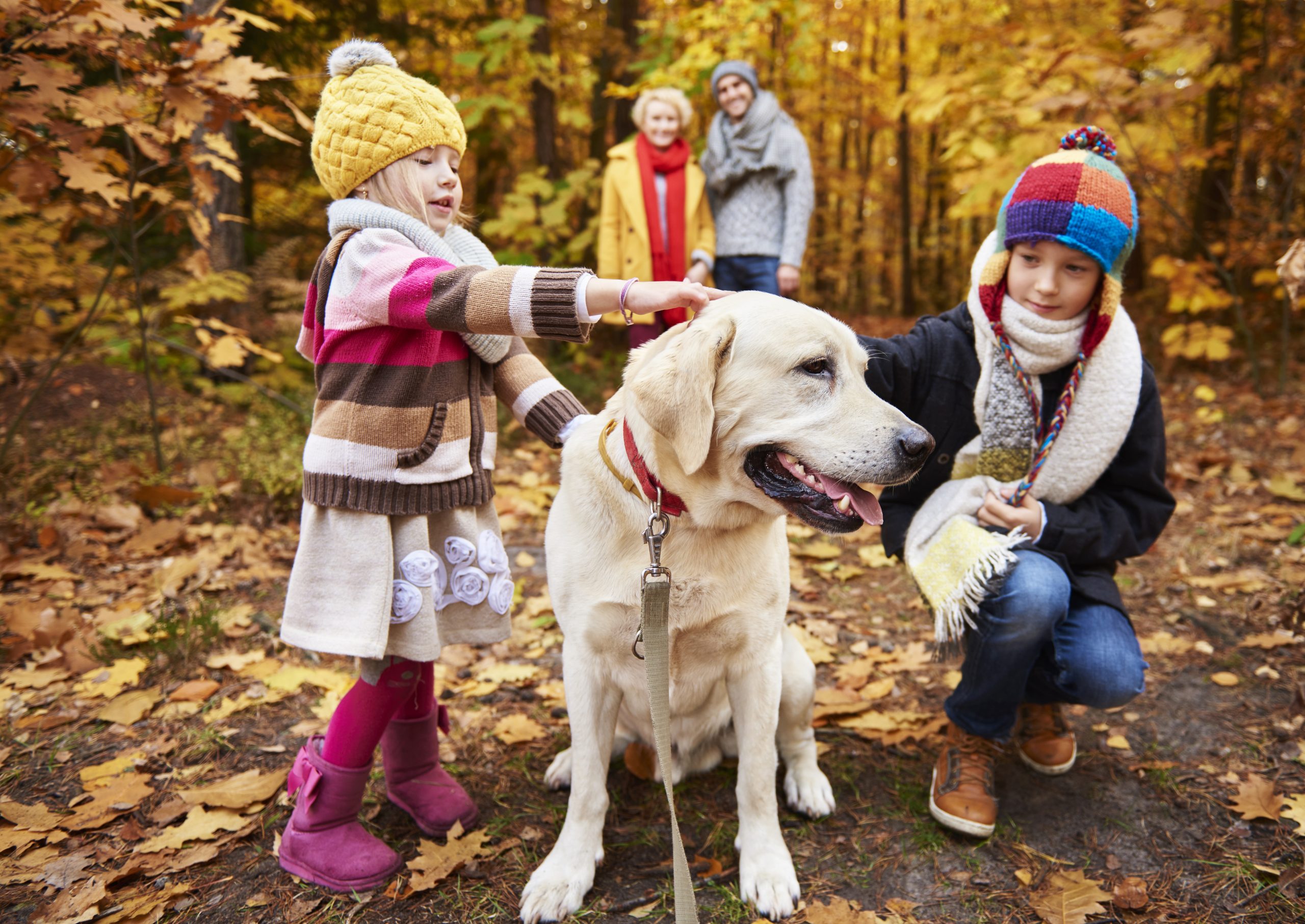 Conseils pour accueillir un nouvel animal dans une famille avec enfants : joie et responsabilités partagées!