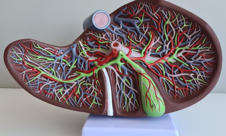 Savoir Identifier les Signes Précoces de la Stéatose Hépatique pour une Santé Hépatique Optimale