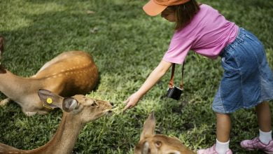 Découvrez comment cultiver une harmonie durable entre enfants curieux et adorables compagnons à poils.