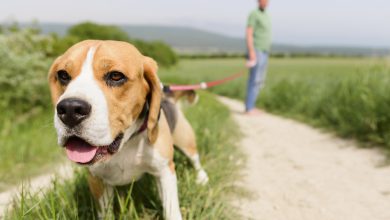 Prévention Estivale  Protégeons nos Chiens des Dangers de l'Été !