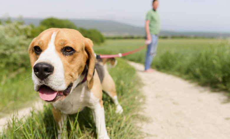 Prévention Estivale  Protégeons nos Chiens des Dangers de l'Été !