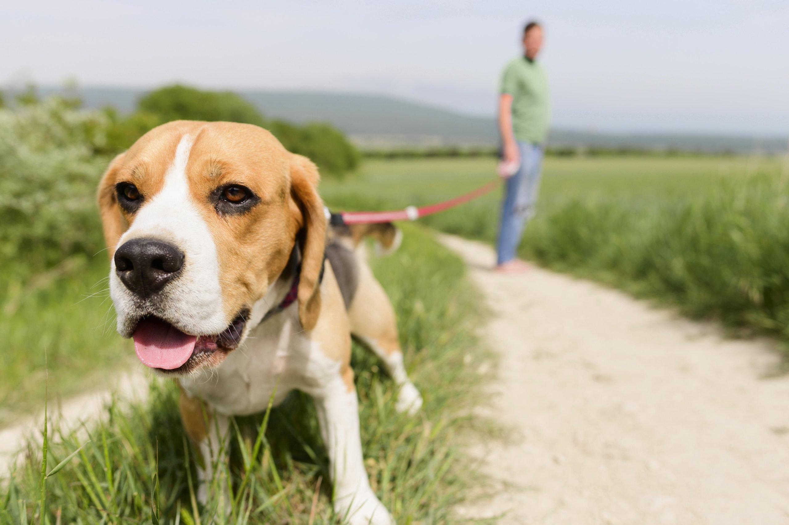 Prévention Estivale  Protégeons nos Chiens des Dangers de l'Été !