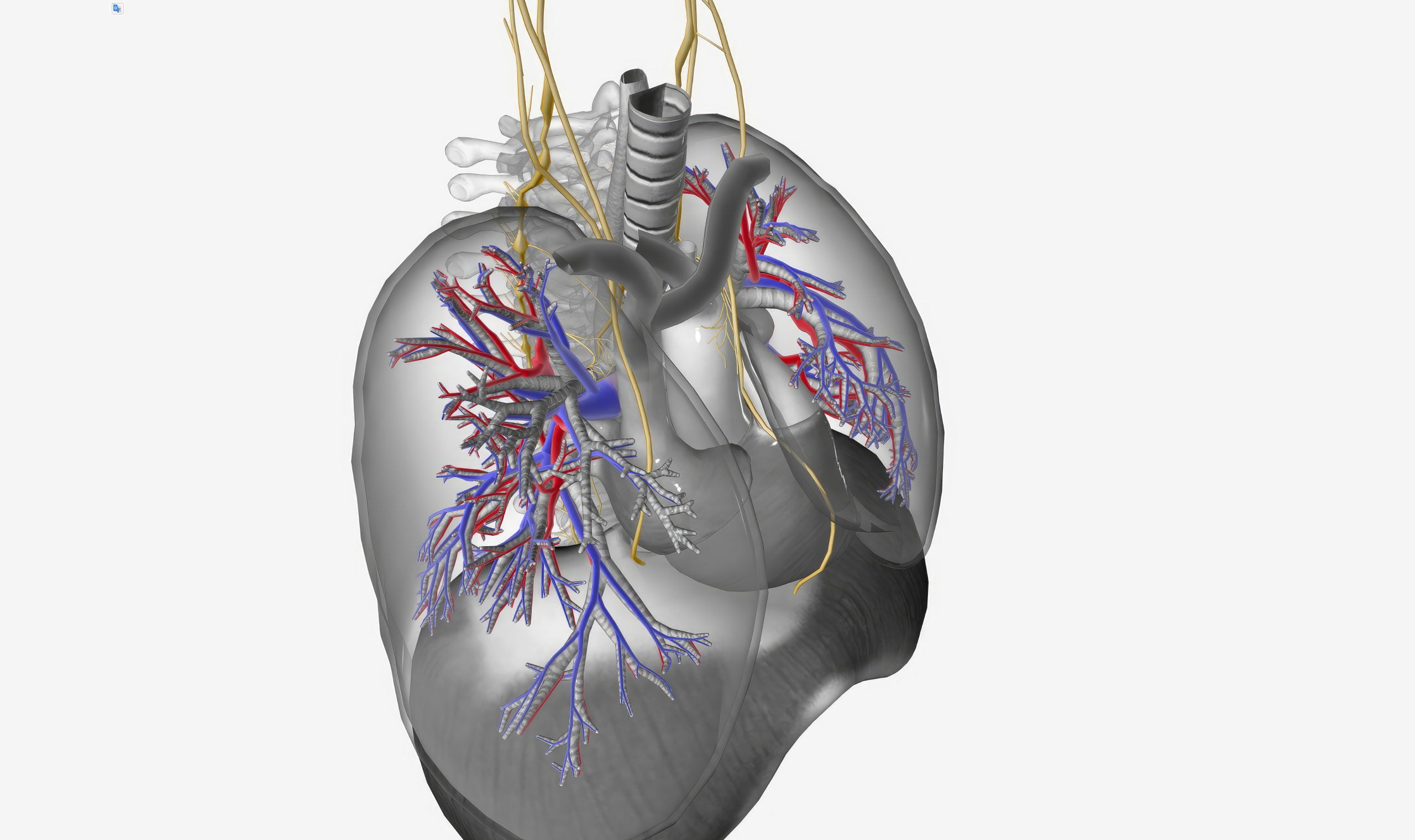 Mésothéliome Pleural : Symptômes, Diagnostic, Traitements et Prévention Explorés en Profondeur