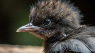 Découvrez le lien entre les yeux noirs des fous de Bassan et la grippe aviaire dans cette analyse approfondie