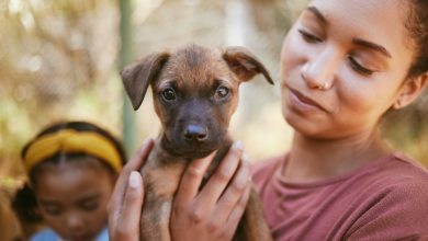 Le réconfort chaleureux des compagnons à quatre pattes dans les moments de deuil.