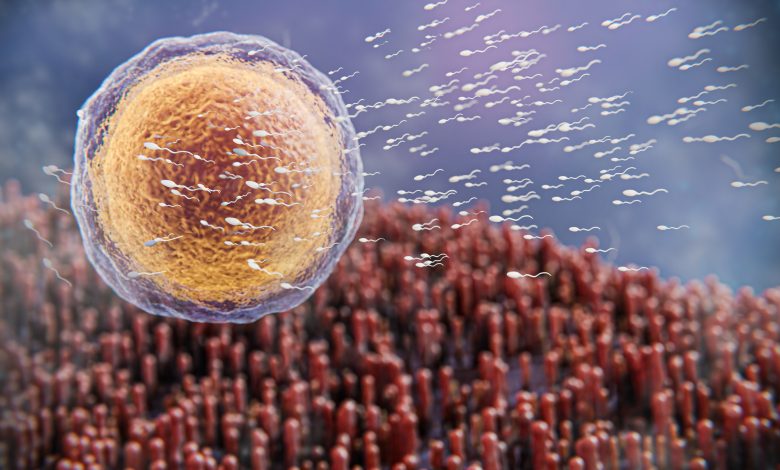 Découvrez l'univers des lymphocytes : nos super-héros invisibles de l'immunité !