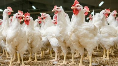 Marques de Poulet à Éviter selon 60 Millions