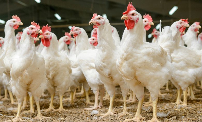 Marques de Poulet à Éviter selon 60 Millions