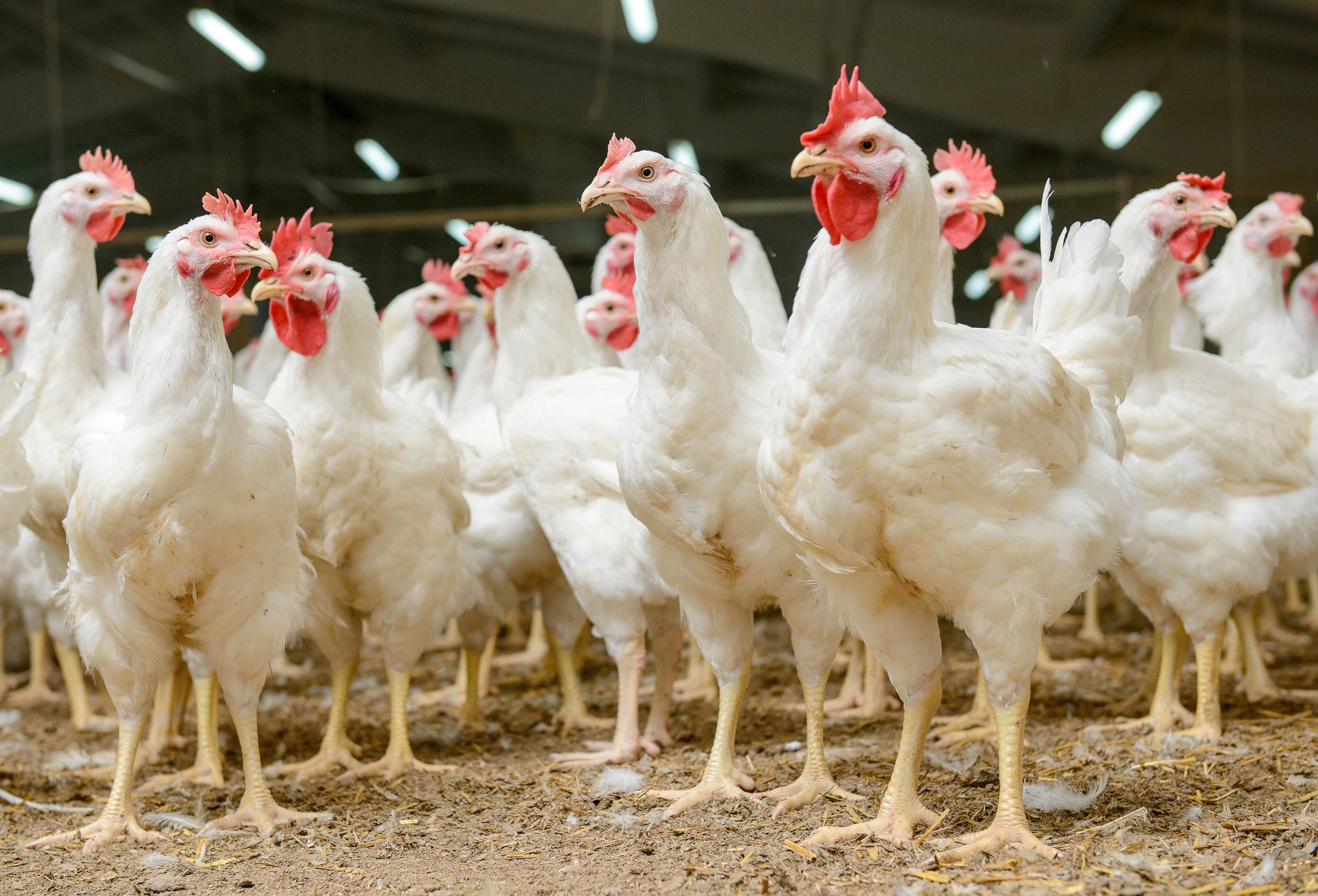 Marques de Poulet à Éviter selon 60 Millions