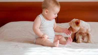 Une cohabitation heureuse et apaisée : Conseils pour préparer votre animal de compagnie à l'arrivée d'un bébé.