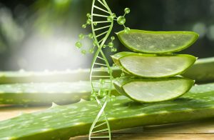 Exploration complète des bienfaits, utilisations et recettes de l'aloe vera pour une vie épanouie. 