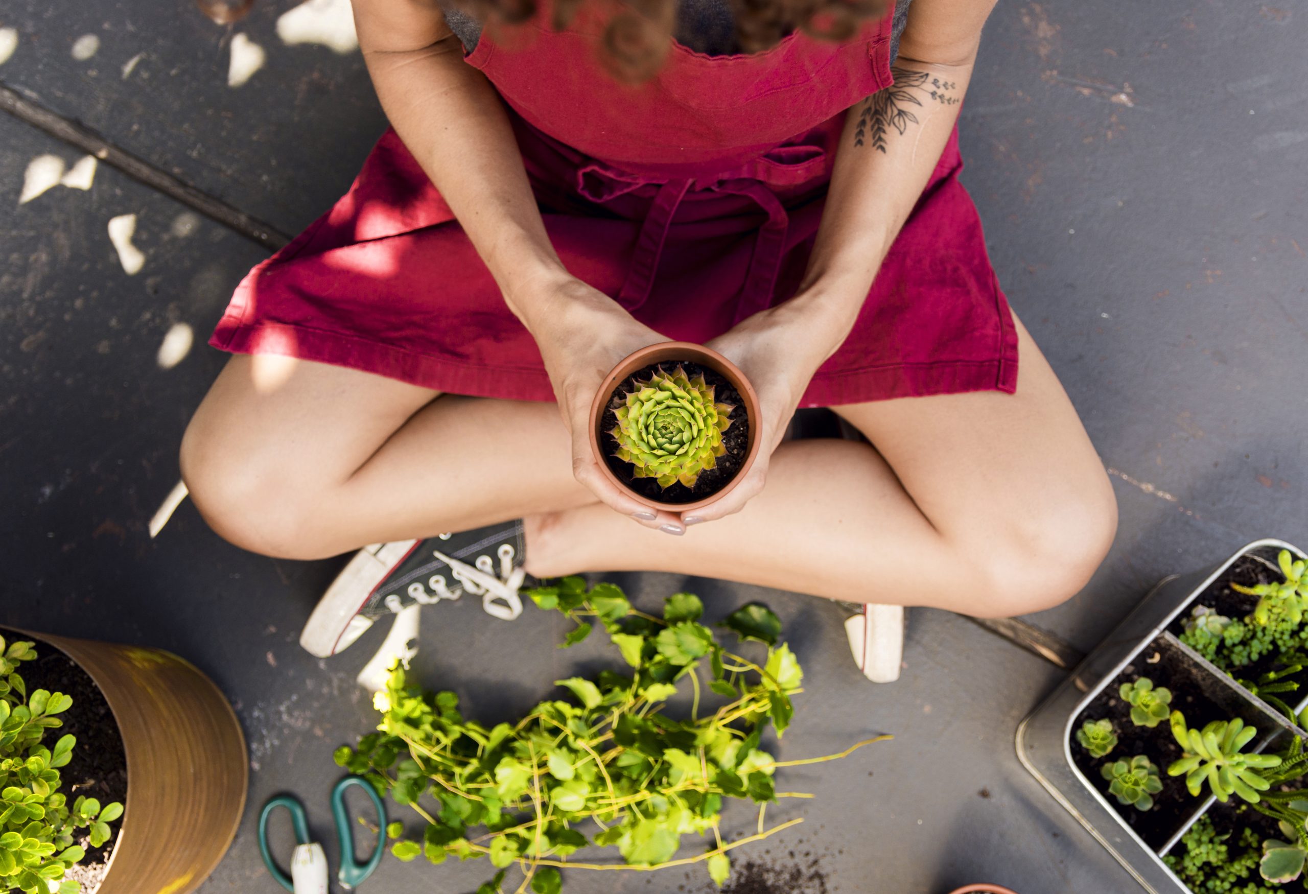 Plantes Magiques pour Vaincre les Addictions : Libère-toi et Retrouve ta Liberté !