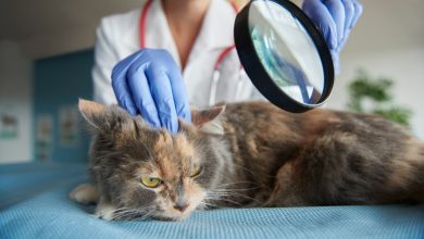 Éliminer l'acné du chat conseils et traitements pour une peau saine