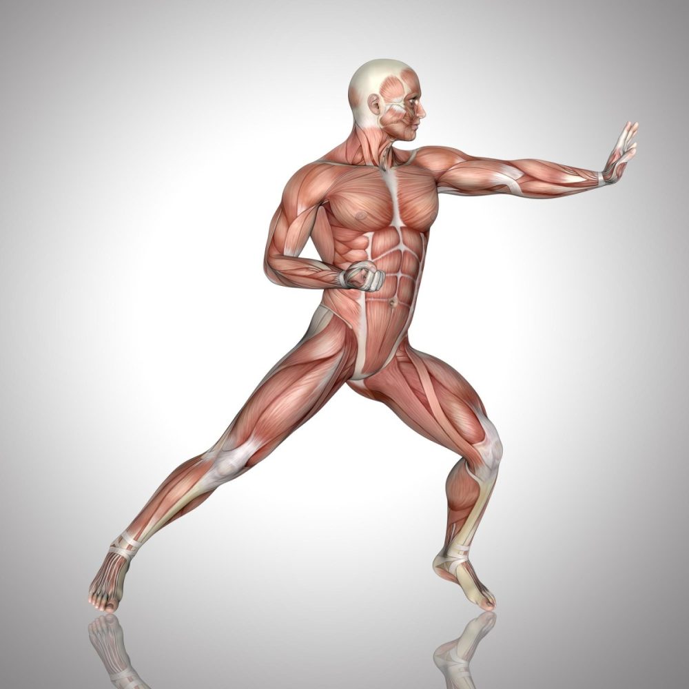 Exploration de l'anatomie musculaire humaine combien de muscles dans le corps ?