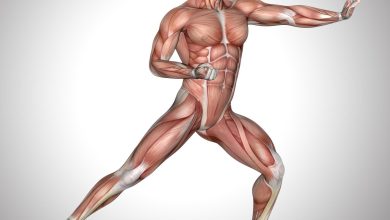 Exploration de l'anatomie musculaire humaine combien de muscles dans le corps ?