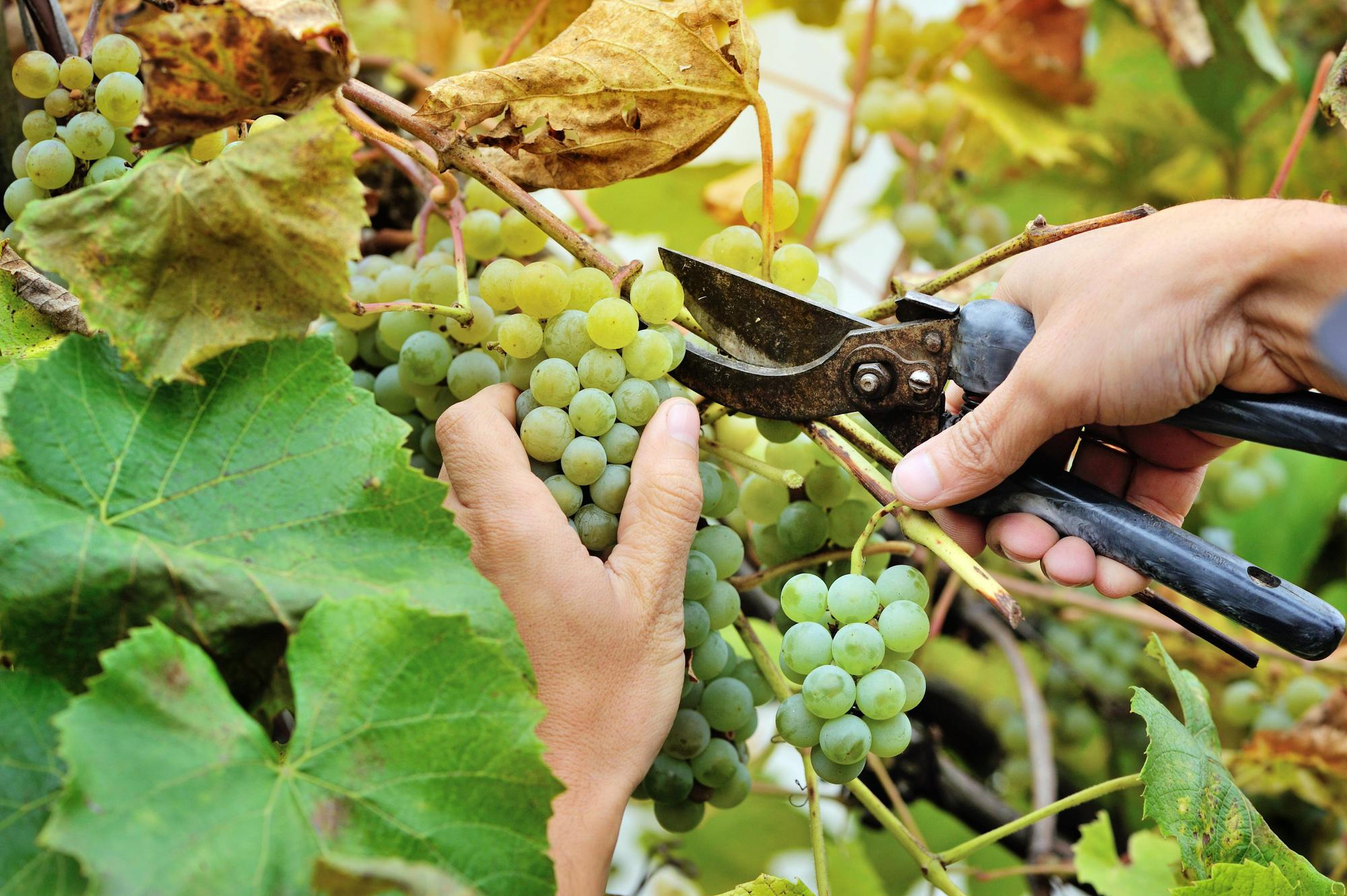 De la Plantation des Vignes à la Dégustation Votre Aventure Viticole Personnelle