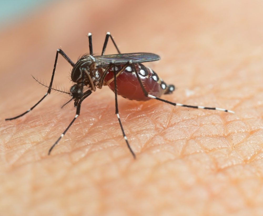 Stratégies de prévention de la dengue dans les caraïbes guadeloupe et martinique en action