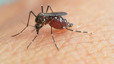 Stratégies de prévention de la dengue dans les caraïbes guadeloupe et martinique en action