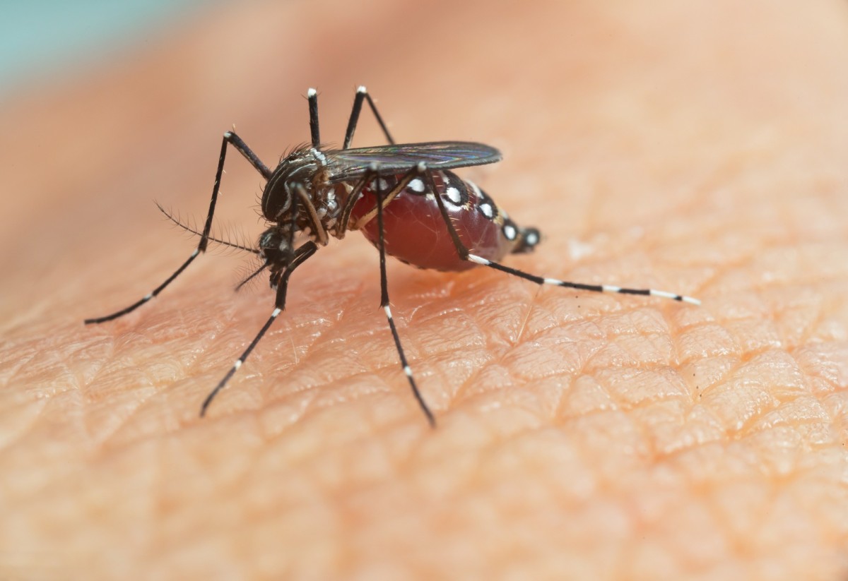 Stratégies de prévention de la dengue dans les caraïbes guadeloupe et martinique en action