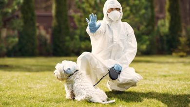 Les chiens détectent le covid-19 une révolution dans la lutte contre la pandémie