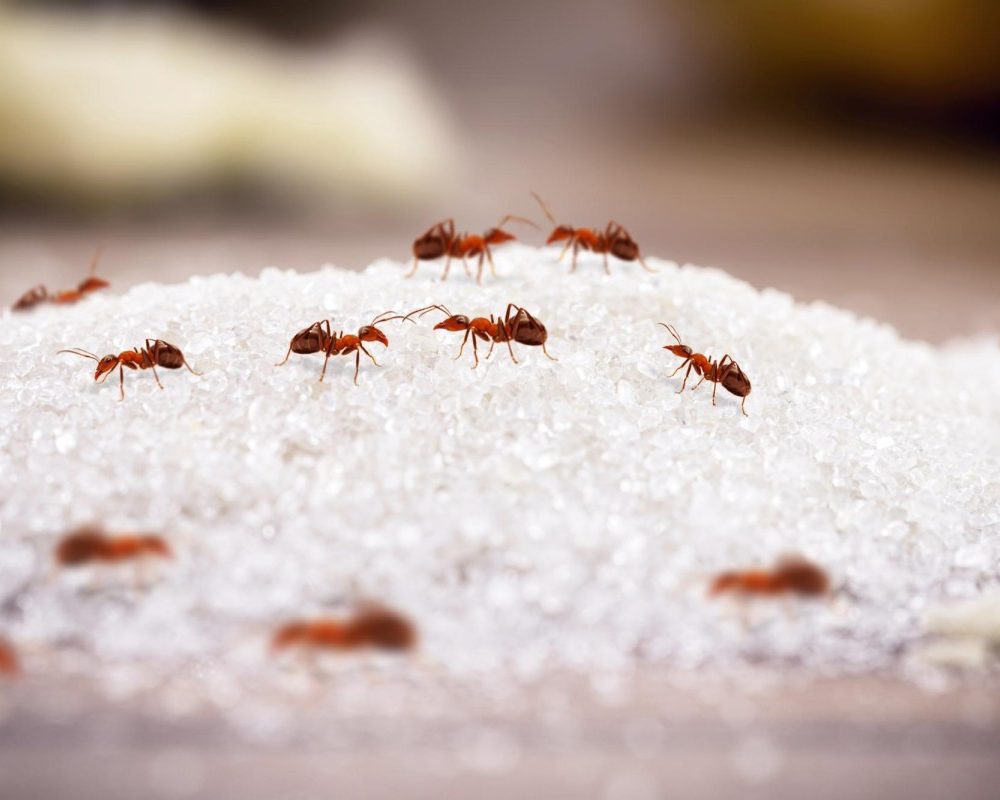 Se débarrasser des fourmis avec du bicarbonate une solution naturelle et économique.