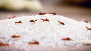 Se débarrasser des fourmis avec du bicarbonate une solution naturelle et économique.