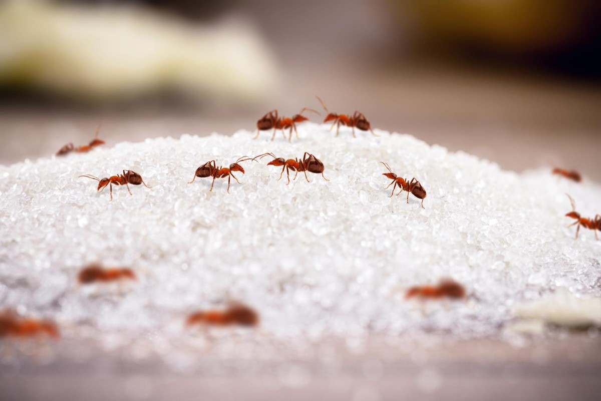 Se débarrasser des fourmis avec du bicarbonate une solution naturelle et économique.