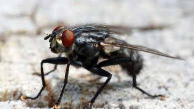 Espagne l'invasion des mouches noires et les morsures Inquiétantes qui en découlent