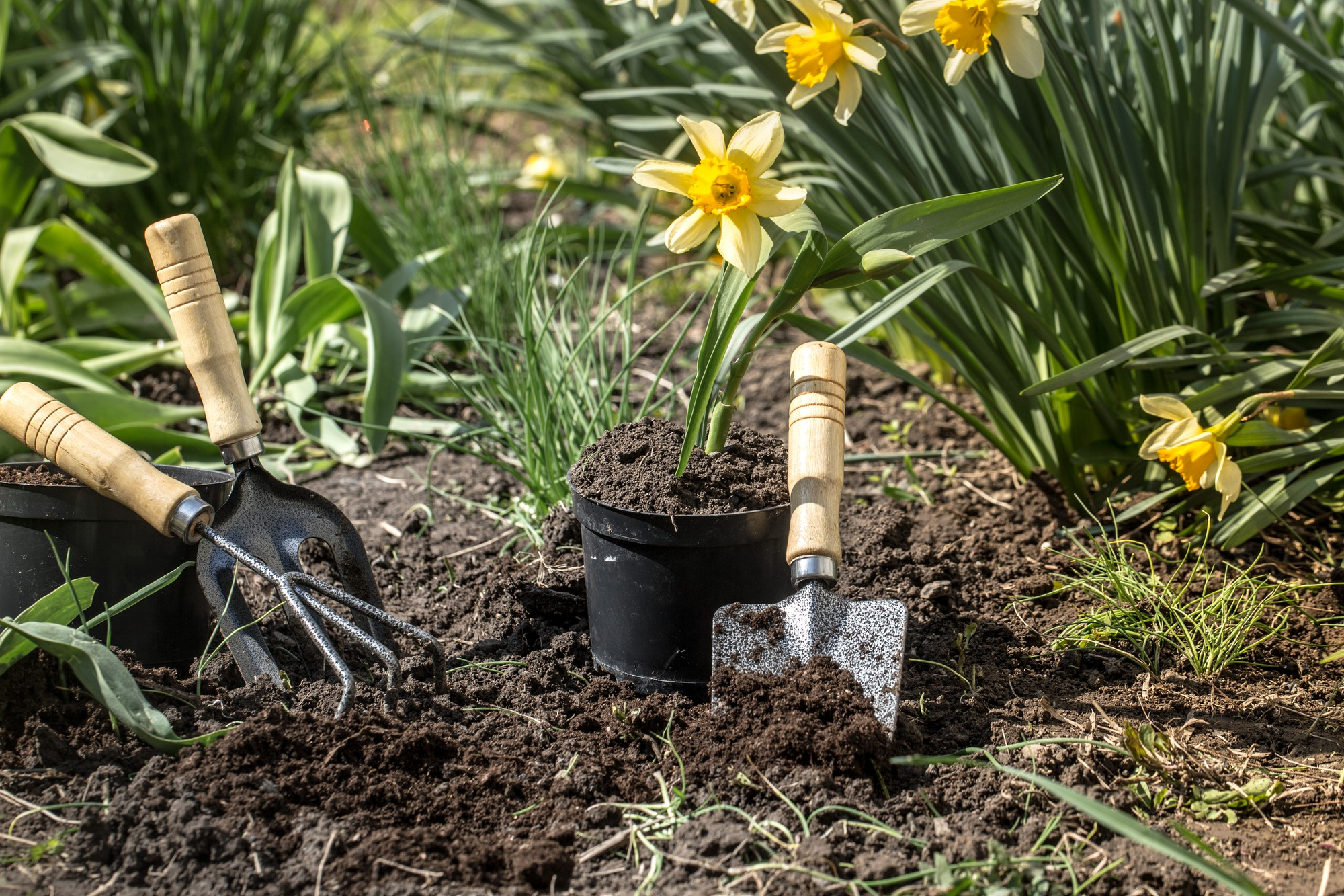 Conseils pratiques pour réussir vos plantations et soins de jardin en septembre, saison automnale.