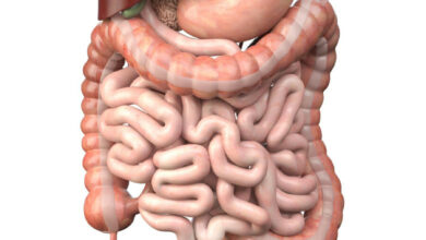 Découvrez l'importance cruciale de l'intestin grêle dans la digestion et comment en prendre soin.