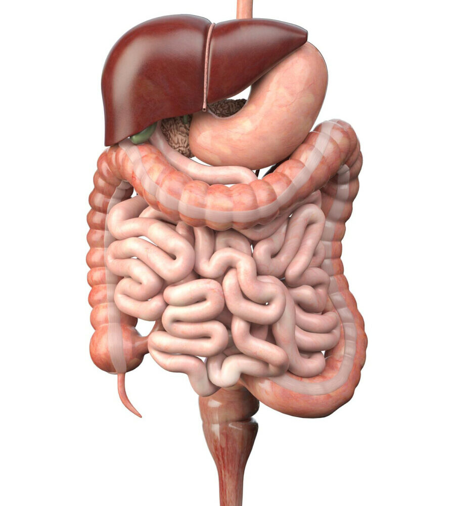 Découvrez l'importance cruciale de l'intestin grêle dans la digestion et comment en prendre soin.