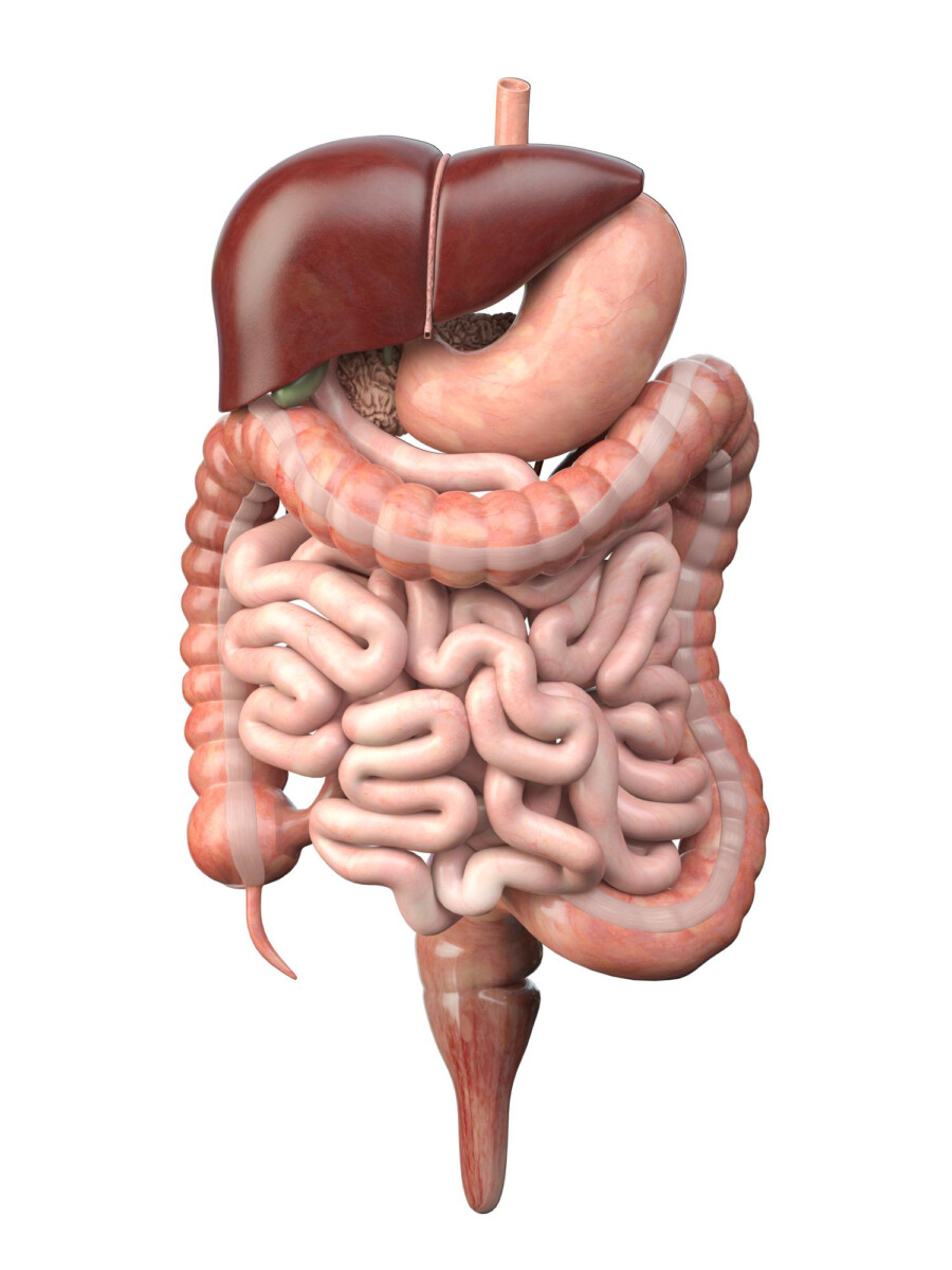 Découvrez l'importance cruciale de l'intestin grêle dans la digestion et comment en prendre soin.