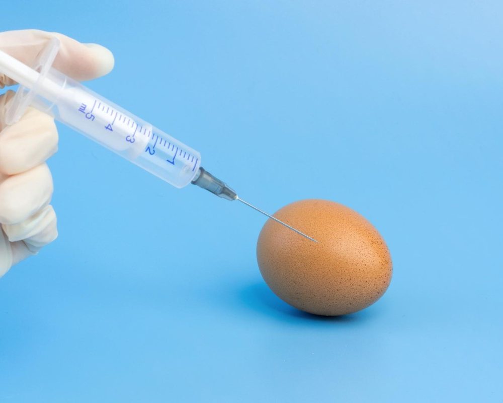 Les Œufs dans les vaccins Anti-Grippe un secret crucial de fabrication