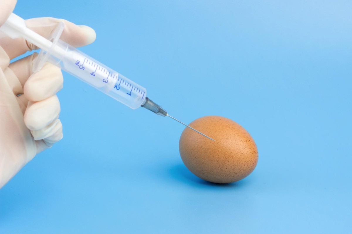 Les Œufs dans les vaccins Anti-Grippe un secret crucial de fabrication