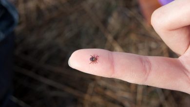 Le dérèglement climatique favorise la prolifération des tiques et des maladies associées