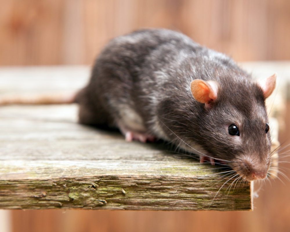 Comprendre la maladie du rat en été symptômes, prévention et conseils de sécurité