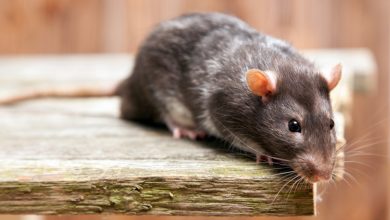 Comprendre la maladie du rat en été symptômes, prévention et conseils de sécurité