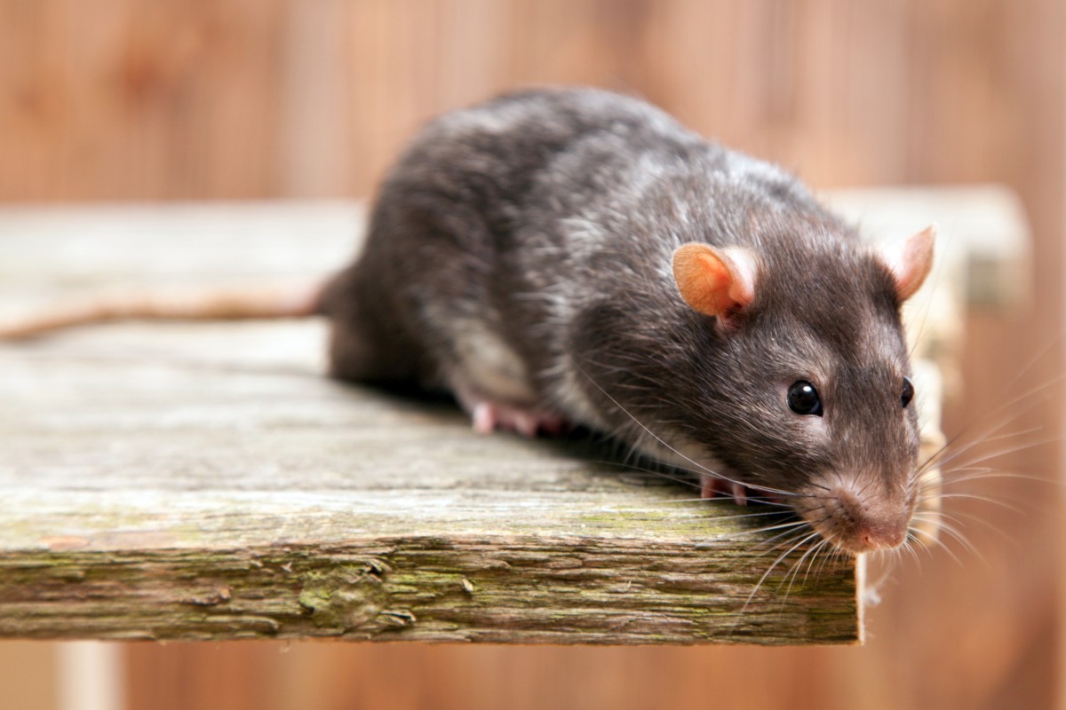 Comprendre la maladie du rat en été symptômes, prévention et conseils de sécurité