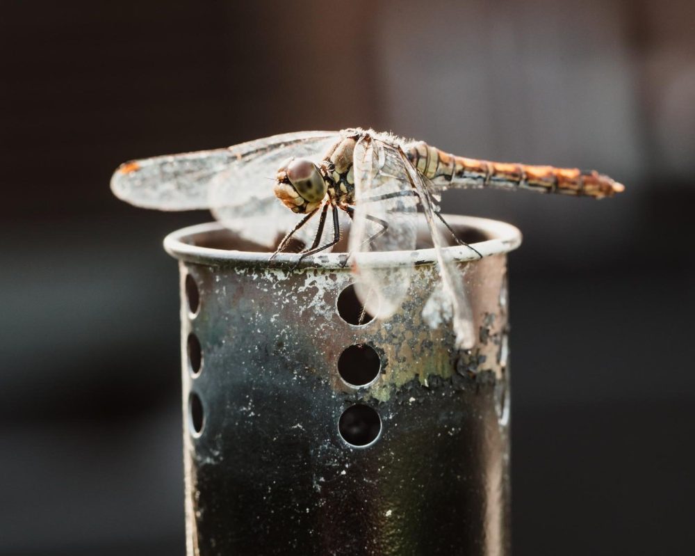 Sécurité sanitaire faut-il boire un verre dans lequel une mouche est tombée ?