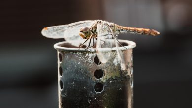 Sécurité sanitaire faut-il boire un verre dans lequel une mouche est tombée ?