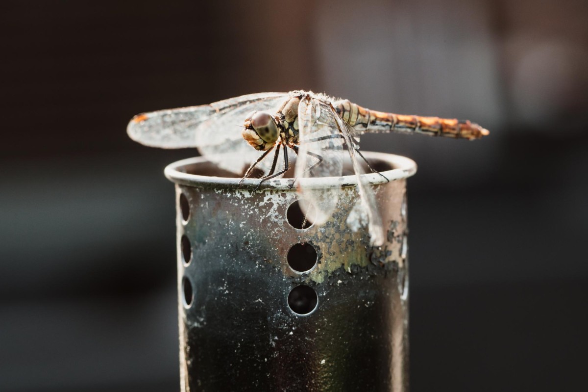 Sécurité sanitaire faut-il boire un verre dans lequel une mouche est tombée ?