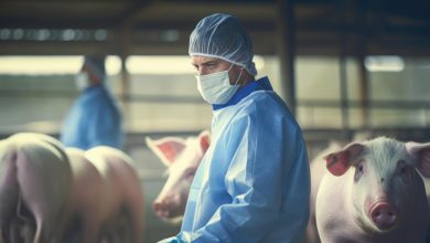 Des reins humains cultivés dans des cochons une avancée médicale révolutionnaire qui pourrait sauver des vies