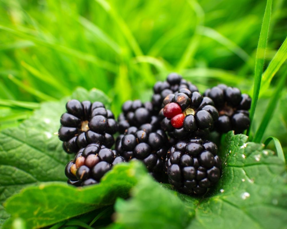 Découvrez les pouvoirs du sureau noir dans la médecine naturelle santé et bien-être assurés !