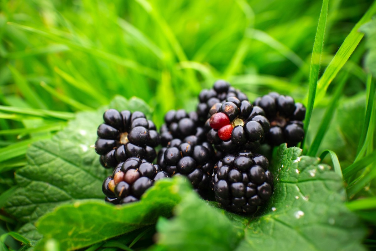 Découvrez les pouvoirs du sureau noir dans la médecine naturelle santé et bien-être assurés !