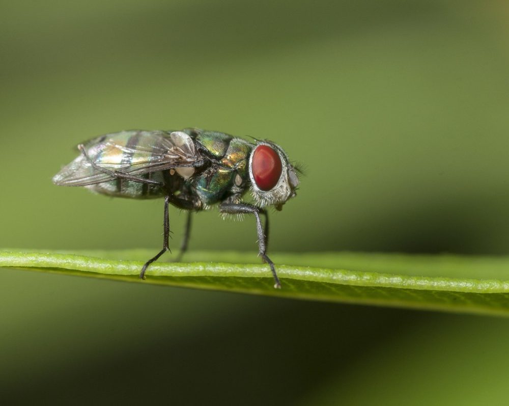 Savoir sur la maladie de lyme symptômes, prévention, traitement, et zones à risque