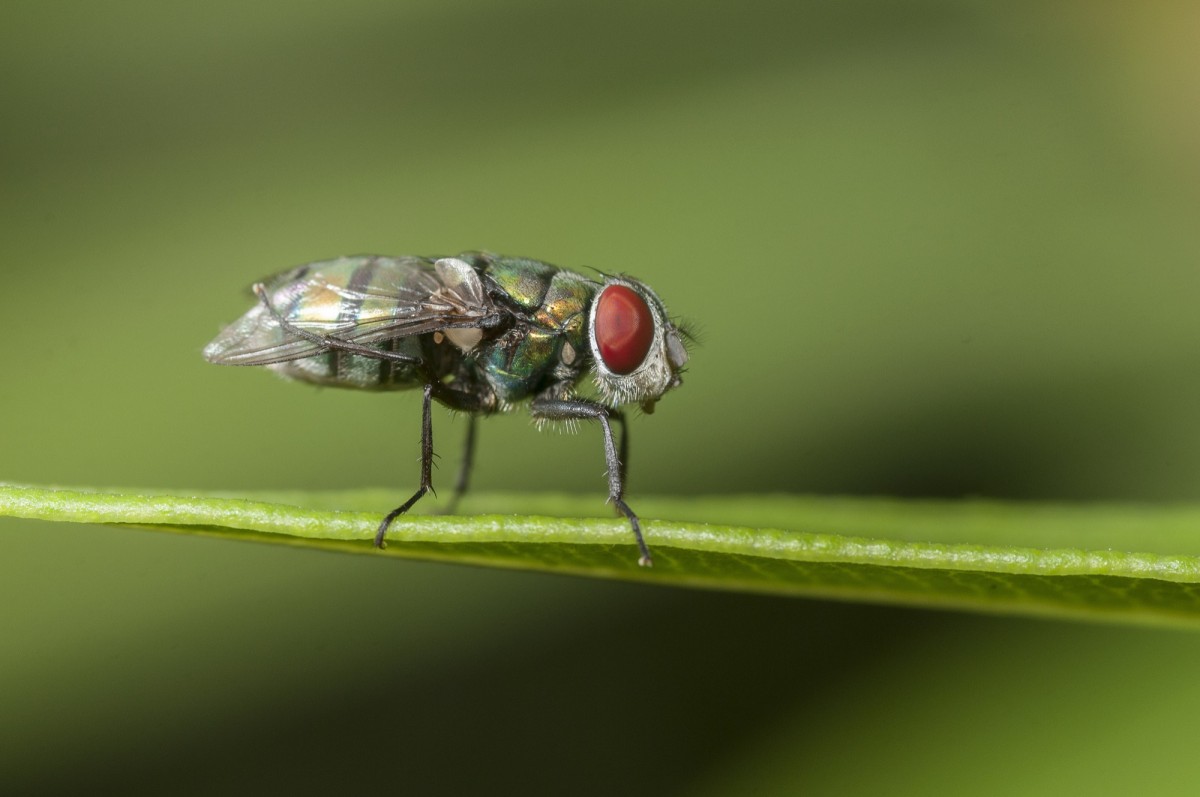 Savoir sur la maladie de lyme symptômes, prévention, traitement, et zones à risque