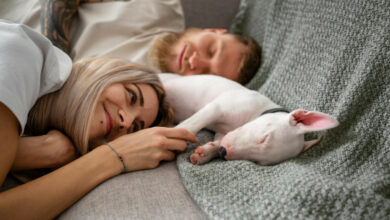 Dormir avec un chat ou un chien impact sur la qualité de votre sommeil.