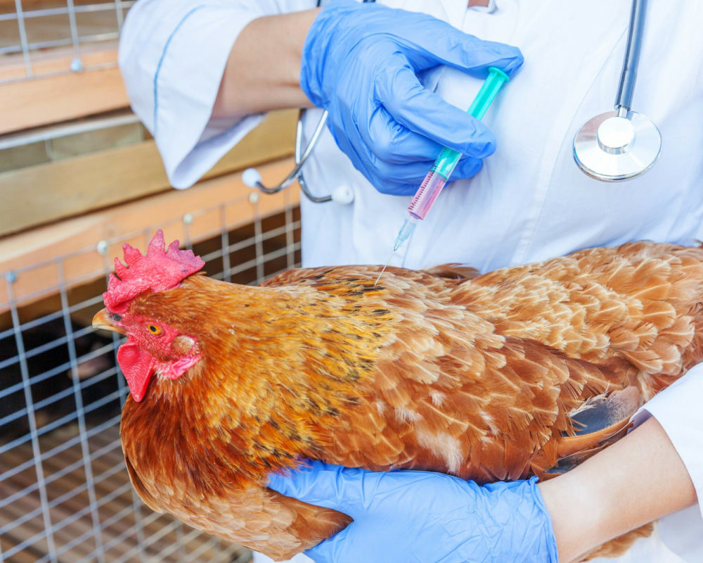 Les dangers des antibiotiques dans l'élevage de poulets impact sur le système immunitaire